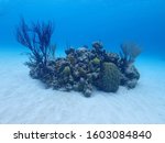 Small photo of Coral Spot on Underwater Sand Area in Nassau, The Commonwealth of The Bahamas