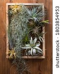 Assorted Air Plants Arranged On ...