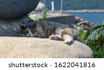 A Basking Cat On The Rock 