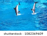 Small photo of Two beautiful dolphins jumping and turn a somersault over water in the pool.