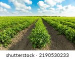 Red Pepper Plants in the pepper farm or field. Capia or chili red peppers in the farm