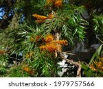 Australian silver oak, or Grevillea robusta tree, orange flowers
