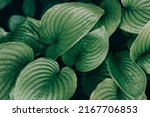 Green Leaves Of Hosta Plant...