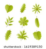 leaves vector set  isolated on... | Shutterstock .eps vector #1619389150