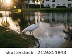White Heron Near The Lake Of An ...