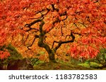 Japanese Maple Tree In Autumn...