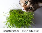 The Cat Is Eating The Grass 4