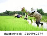 Thai farmers are growing organic jasmine rice. The trees are growing and green. The concept of traditional farmers in Thailand. organic farming
