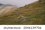 horse in mountain   horse and... | Shutterstock . vector #2046139706