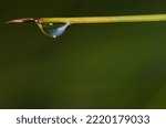 Small photo of Needless of Canary Island pine Pinus canariensis and dew drop. Integral Natural Reserve of Inagua. Gran Canaria. Canary Islands. Spain.