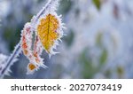 Frost Covered Yellow Leaves On...