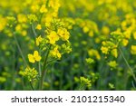 Yellow rapeseed in the field, rapeseed flowering. Rapeseed cultivation