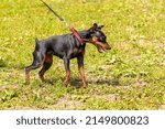 Small photo of Black unrestrained dog breed Doberman on a leash in the park during a walk