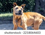 Small photo of An unrestrained pit bull terrier dog on a chain looks up