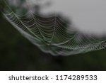 Hanging Spider Web In Front Of...