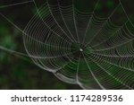Hanging Spider Web In Front Of...