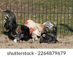 Small photo of Orpington chickens in Princess Beatrice Park. City of Schiedam. Netherlands.