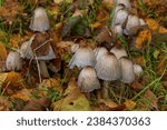 Small photo of Disseminated dung beetle mushroom (Coprinellus disseminatus). Appears in massive clusters.