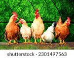 Small photo of The most common collective nouns for a group of chickens are a peep of chickens, a flock of chickens and a brood of chickens. A flock is a common noun for the group of most birds, whereas brood refers