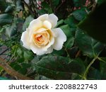 beautiful blooming roses with white petals