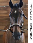 Bay Thoroughbred Horse Standing ...