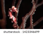Small photo of Denise's pygmy seahorse (Hippocampus denise). Underwater macro photography from Romblon, Philippines