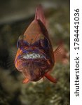 Small photo of Ring-tailed cardinalfish (Ostorhinchus aureus), male protecting and incubating eggs in mouth. Underwater macro photography from Aniilao, Philippines