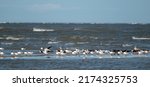 Shorebirds  Atlantic Ocean ...