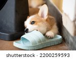 Small photo of Welsh corgi dog pembroke puppy playing or bite owners shoes or flip flop