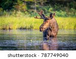 Bull moose in algonguin park ...