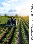 Small photo of A farmer on a tractor works in the field. A farm worker tills the soil on a plantation. Agroindustry and agribusiness. Farm machinery. Crop care. Plowing and loosening ground