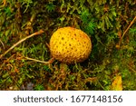 Small photo of A mushroom getting ready to jettison it's spores into the atmosphere whilst trekking through Watersmeet national trust forest