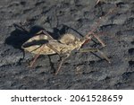 Wheel bug (Arilus cristatus), a variety of assassin bug, on black asphalt trail in Kansas in October. It can inflict very painful bites on humans and is venomous with respect to other insects.