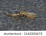 Small photo of Green, yellow, and black cannibalistic Spur-Throated Grasshopper (Melanoplus ponderosus) having a friend for dinner. Background of blue-black asphalt.