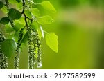 branch of birch tree (Betula pendula, silver birch, warty birch, European white birch) with green leaves and catkins. Selective focus