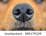 Close up shot of dog nose/ Dog nose
