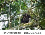 Chimpanzee In The Kyambura Gorge