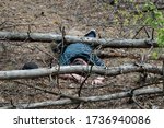 Small photo of A body in the woods. A dead man in a blue t-shirt and trousers is pinned down by a fallen tree. Concept of accidents in the forest. Horizontal photo.