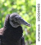 Small photo of The American black Vulture (Coragyps atratus) lack a voice box so can only make raspy hisses and grunts.