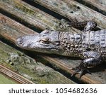 Alligator Resting On Wet Wooden ...