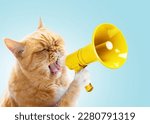 Funny red cat holds a yellow loudspeaker in its paws and screams on a blue background, a creative idea. Business and management, concept. Increase traffic, advertising and attention