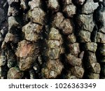 Small photo of Closeup view of the corky bark of a mature sugarberry or southern hackberry tree, revealing the rough organic texture