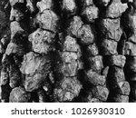 Small photo of Black and white macro reveals rich organic texture of the rough bark on the trunk of a sugarberry or southern hackberry tree