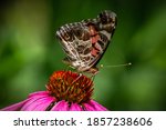 An American Lady Butterfly ...