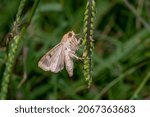 A corn earworm moth ...