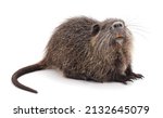 One Brown Nutria Isolated On A...