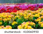 Colorful  Begonia Flowers In...