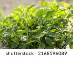 Nettle plant. Stinging nettle dioecious. Medicinal herb. Growing nettles for medicinal purposes. Nettle is used for soups and salads. Fresh common nettle leaves.