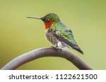 Ruby Throated Hummingbird  1  