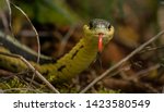 An Eastern Garter Snake...